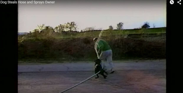 dog sprays owner with hose