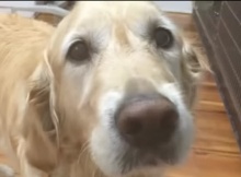 Service Dog Saves Blind Owner