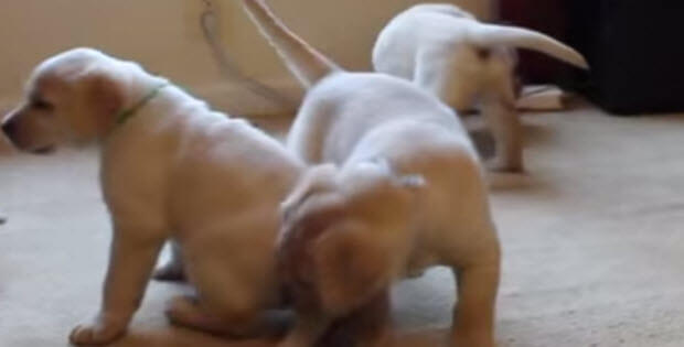 little-yellow-labrador_puppies_playing3