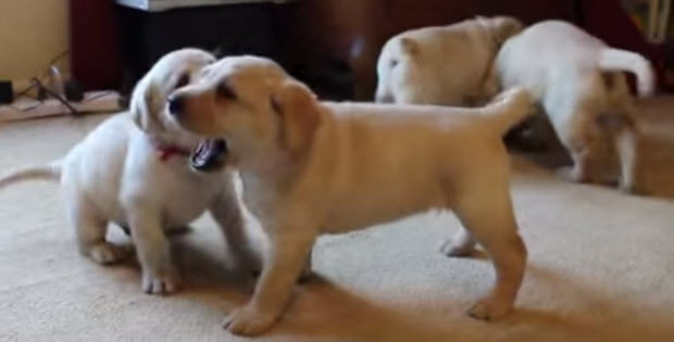 little-yellow-labrador_puppies_playing4