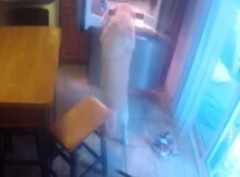 yellow lab goes to the fridge