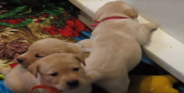 addorable-labrador-retriever-puppies1