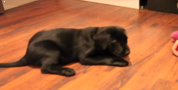 black-labrador-puppy-training