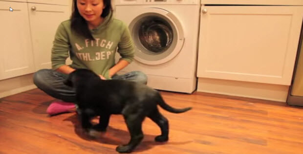 black-labrador-puppy-training3