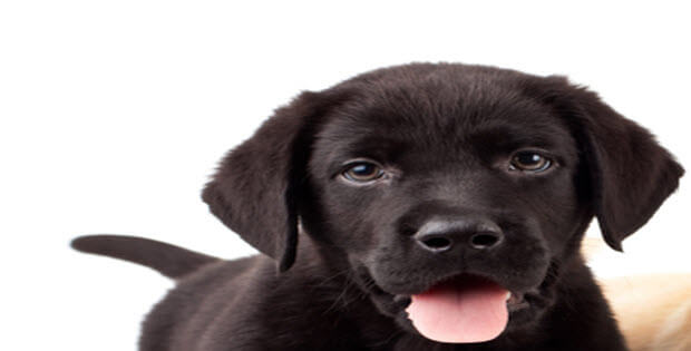 black-labrador-puppy-training4