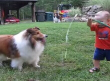 boy is playing with dog and water