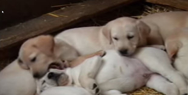 cute-labrador-puppies2