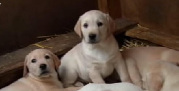 cute-labrador-puppies4