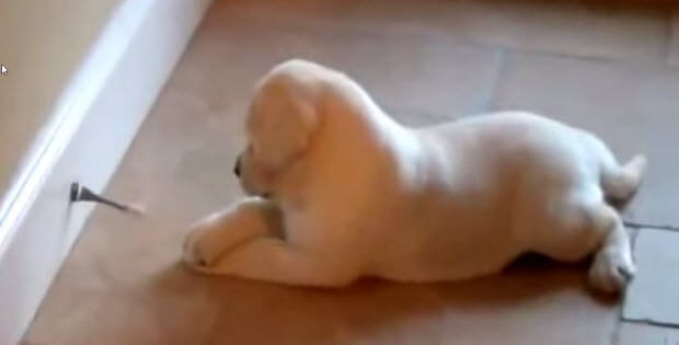 cute-labrador-puppy-vs-doorstop1