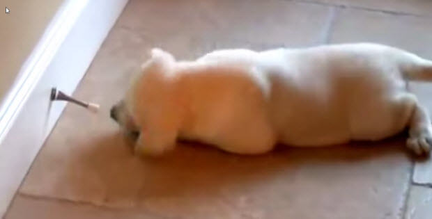 cute-labrador-puppy-vs-doorstop2