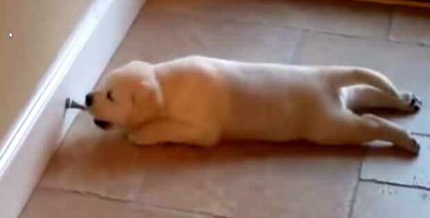 cute-labrador-puppy-vs-doorstop3