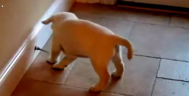cute-labrador-puppy-vs-doorstop4