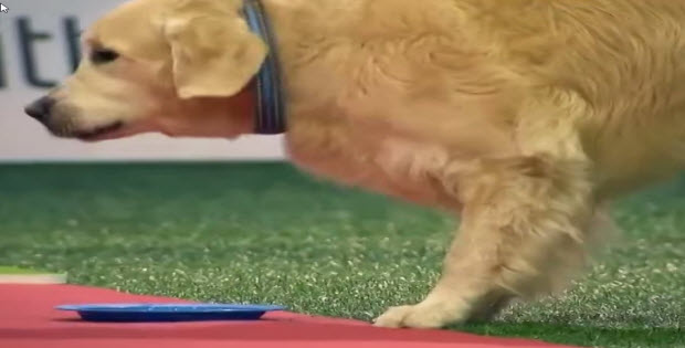 dog-eats-treats-during-competition1