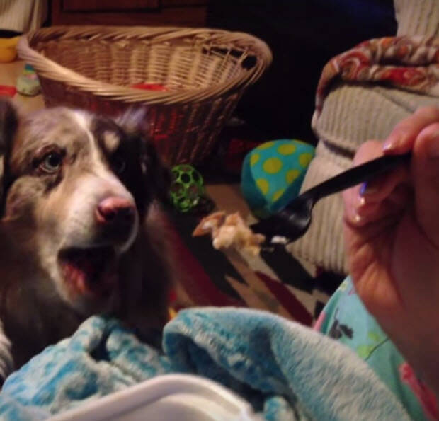 dog says mama and baby cant 2