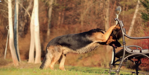 german-shepherd-trained4