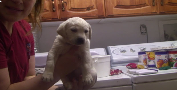 labrador-Puppy_Taking_Bath4