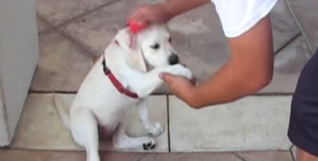 labrador-puppy-training2