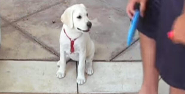 labrador-puppy-training3