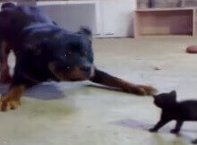 Huge Dog attacks small Kitten