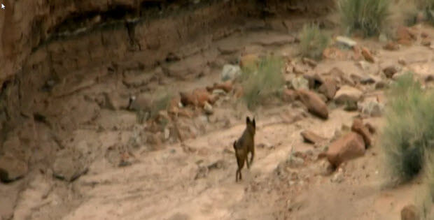 woman-falls-mountain-dog-saves6