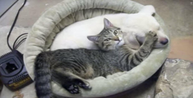 yellow-lab-puppy-and-kitten1