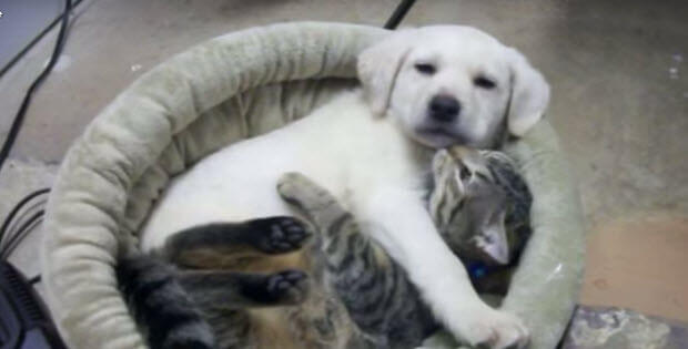 yellow-lab-puppy-and-kitten4