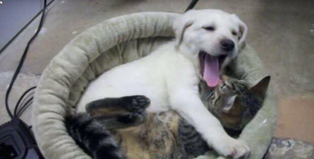 yellow-lab-puppy-and-kitten6