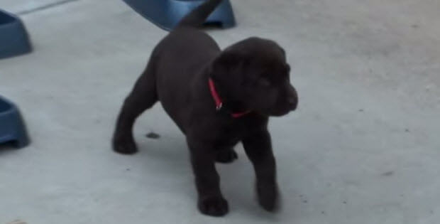 black-labrado-puppies-in-backyard2