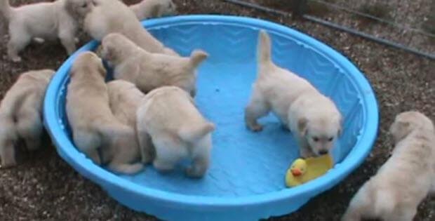 cute-golden-retriever-puppies1