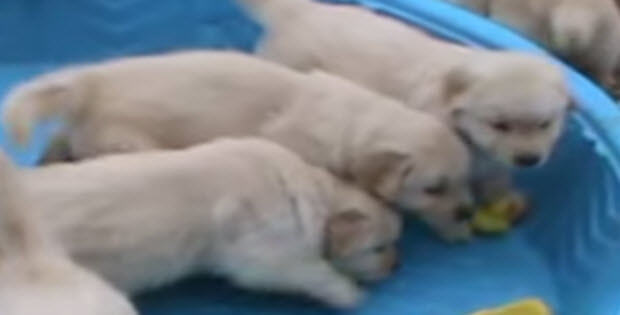cute-golden-retriever-puppies3