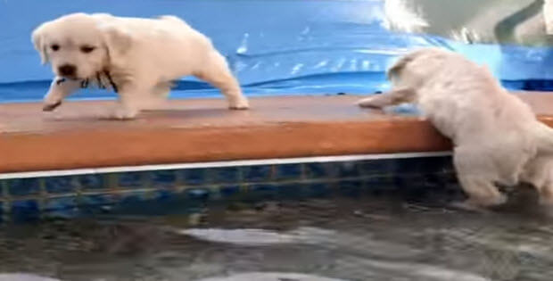 golden-retriever-puppies-first-swim2