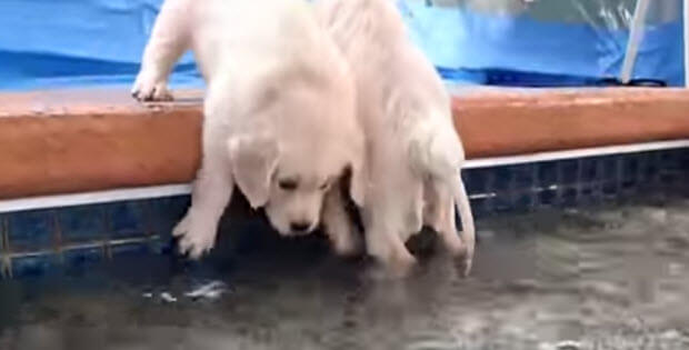 golden-retriever-puppies-first-swim3