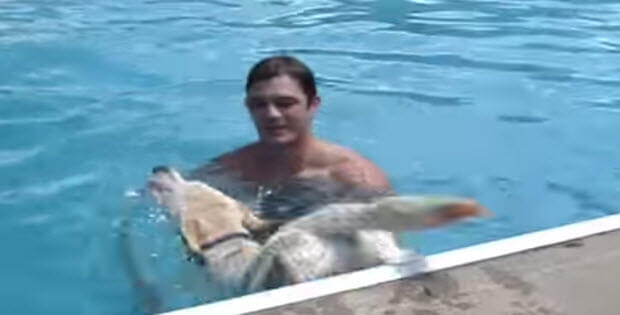 jack-labrador-swim2