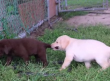 yellow black and brown labrador puppies playing