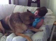 german shepherd is happy to reunite with his mom