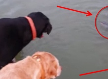 Labradors love to fish