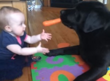 black labrador with carrot and baby