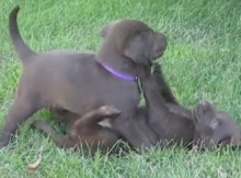 choc lab puppies