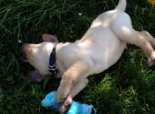 yellow lab puppy with toy rolling on the grass