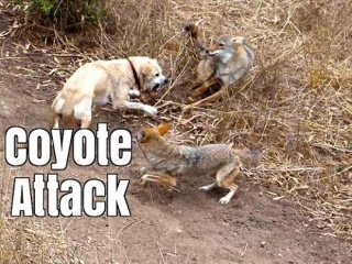 Coyote Attacks The Family Cat..Now See What The Dog Does - Dog Blab