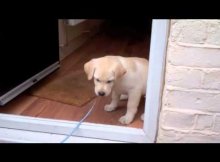 Labrador Puppy Afraid to Cross door threshold