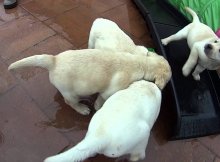 yellow lab puppies