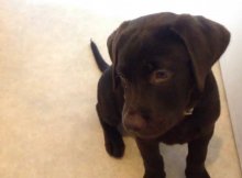 choc lab puppy