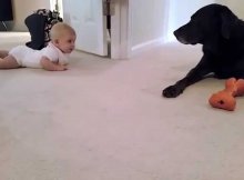 This Baby Is Trying To Crawl To Her Labrador And What The Dog Does Is Simply Priceless