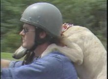 labrador-pit-mix-ride-motorcycle