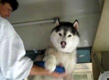 cry baby husky