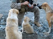 dogs save soldiers lives