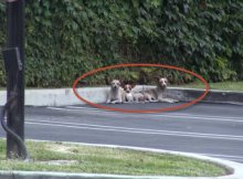 three chiwawas dropped at parking lot