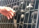 1000 animals rescued