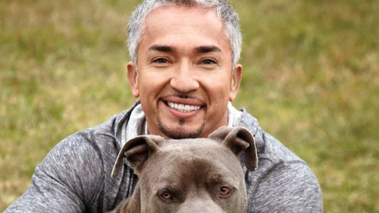 Things You Did Not Know About The Dog Whisperer Dog Blab